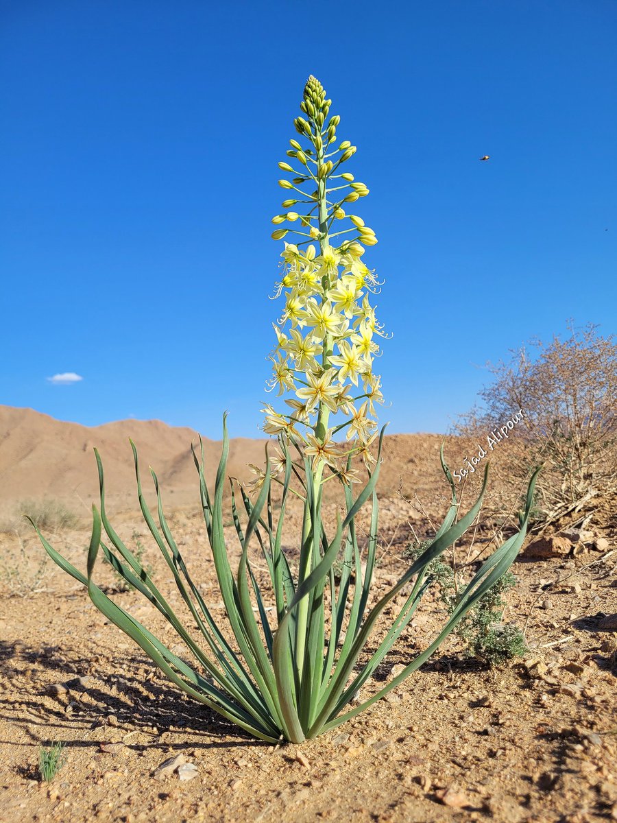 SajadAlipour98's tweet photo. Eremurus luteus Baker
Tabas Desert, Iran
April 12, 2024
Some details about its natural habitat:
T Max 60°c in Summer
T Min -15°c in Winter
Average precipitation: 70mm
Elevation 700m
Imagine how this plant can survive in such harsh conditions.
#botany #eremurus #wildflowers https://t.co/9RH7dipRq1
