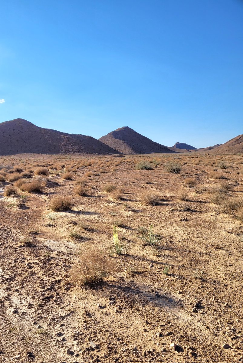 SajadAlipour98's tweet photo. Eremurus luteus Baker
Tabas Desert, Iran
April 12, 2024
Some details about its natural habitat:
T Max 60°c in Summer
T Min -15°c in Winter
Average precipitation: 70mm
Elevation 700m
Imagine how this plant can survive in such harsh conditions.
#botany #eremurus #wildflowers https://t.co/9RH7dipRq1
