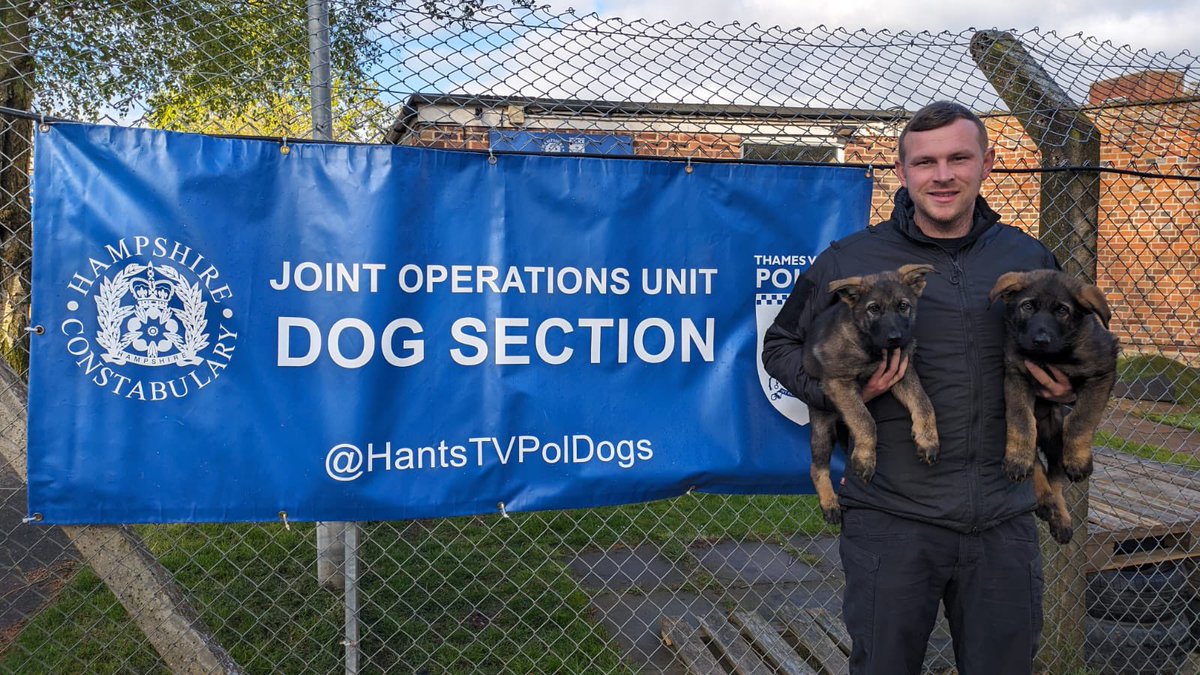 🐾New Recruits🐾 Please welcome TPD’s Siren and Apollo. We look forward to keeping you up to date on their journeys from puppy to police dog. #policepuppy #k9 #k9unit #policedog #thamesvalleypolice #hampshireandisleofwightconstabulary #policedogtraining #gsd #gsdpuppy