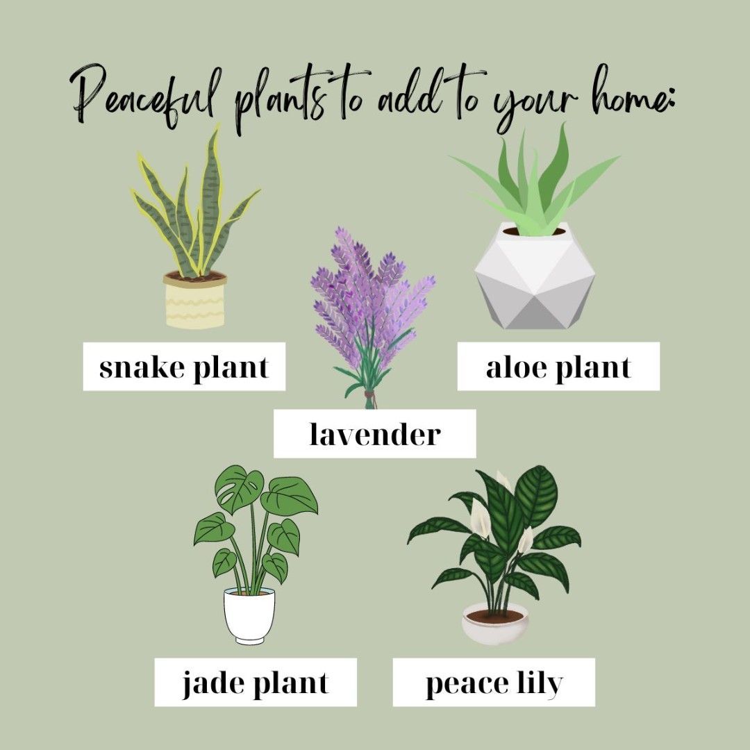 Transform your living space into a sanctuary of peace with a touch of green! 🌿 Adding calming plants isn't just about enhancing the aesthetics; it's about nurturing serenity right where you live. Curious which plants can boost your home's tranquility? 

#plantparents #greenthumb