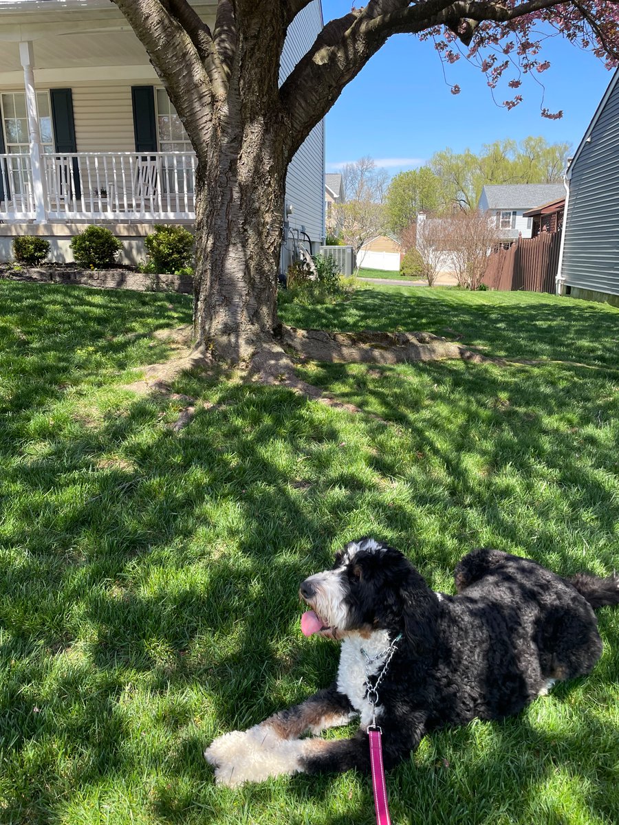 Happy #ToT ! I’m actually panting in this picture, and I’m taking a break under a shade tree during my walk with Aunt Cait. It was another absolutely beautiful day! 

I haven’t been on here in a while, so in case you forgot I am Aunt Cait’s Bernedoodle niece. My name is Luna!