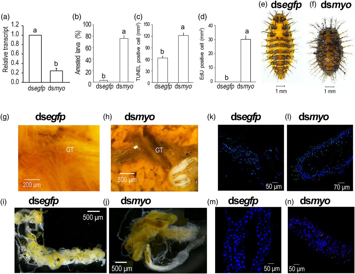 #LiteratureNotice Chen et al. Requirement of Myoglianin for metamorphosis in the beetle Henosepilachna vigintioctopunctata. doi.org/10.1111/imb.12… #Beetle #Beetles #LadyBeetles #DevelopmentalBiology