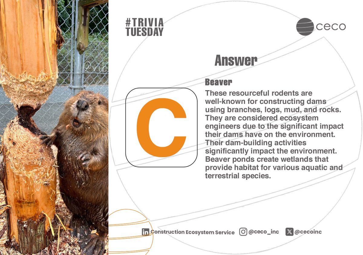 We hope you have learnt something new about beavers. Don’t forget to join us every Tuesday for #triviatuesday with #CECO