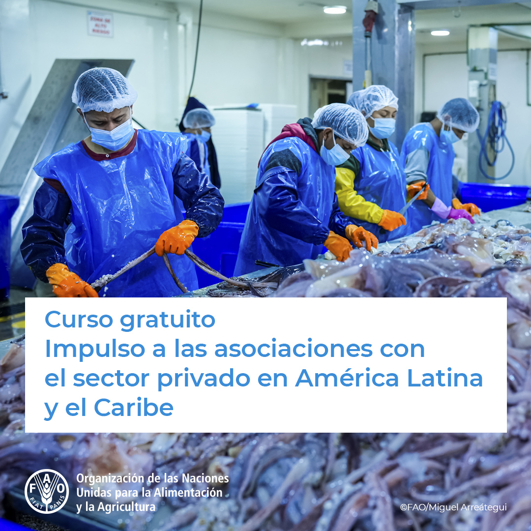 🎓 ¡Nuevo curso GRATUITO de @FAOCampus! 🔗 Impulso a las asociaciones con el sector privado en América Latina y el Caribe 🤝 Lineamientos de la FAO, herramientas y oportunidades de asociación con el sector privado en la región. ¡Inscríbete! ➡️ bit.ly/3QX0WDo