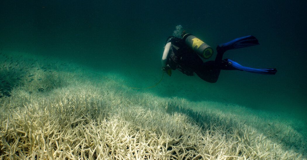 The Widest-Ever Global Coral Crisis Will Hit Within Weeks, Scientists Say buff.ly/4cVw1Tv