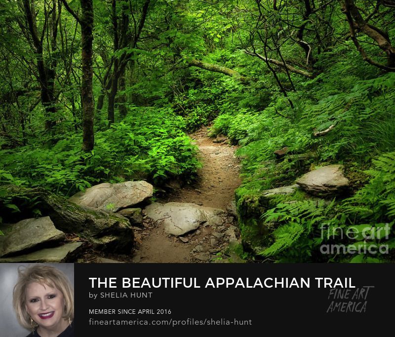 “𝐓𝐇𝐄 𝐁𝐄𝐀𝐔𝐓𝐈𝐅𝐔𝐋 𝐀𝐏𝐏𝐀𝐋𝐀𝐂𝐇𝐈𝐀𝐍 𝐓𝐑𝐀𝐈𝐋” Blue Ridge Mountains, Prints/Canvas at buff.ly/4cW8sKp  #SheliaHuntPhotography #Appalachians #AppalachianTrail #BlueRidgeMountains #BuyIntoArt