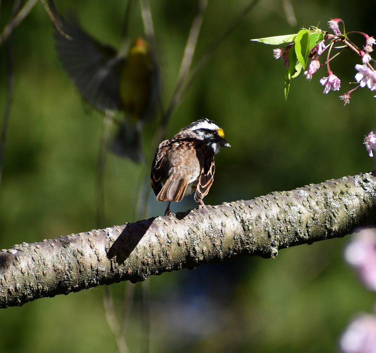White-throated Sparrow resting on the cherry willow with a goldfinch in the background. #birdphotography