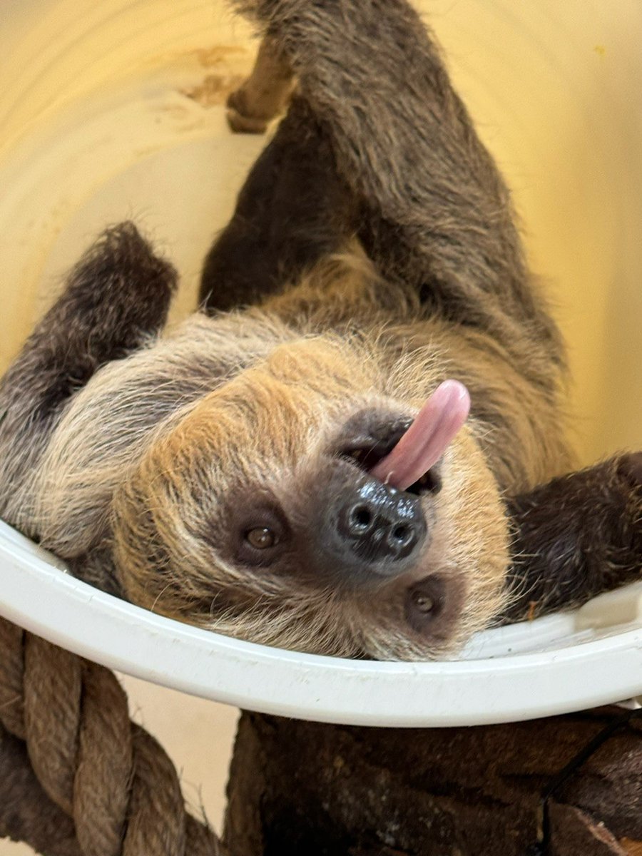 Juno the baby sloth knows how to celebrate #tongueouttuesday!