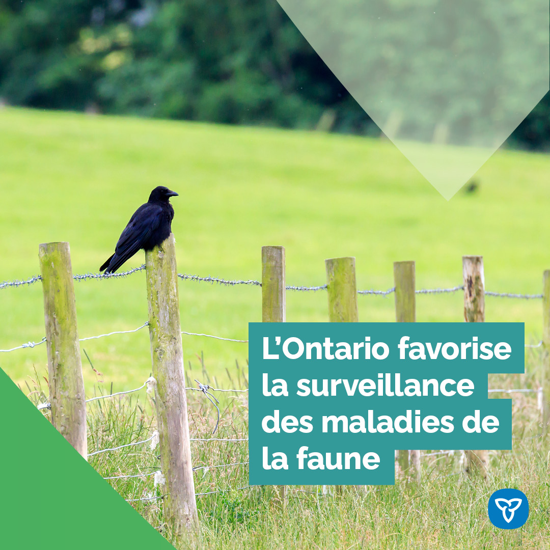 L’Ontario offre plus de 300 k$ chaque année au RCSF au soutien des services de surveillance et de diagnostics pour des maladies de la faune comme l’influenza aviaire, notamment son numéro d’urgence pour signaler les animaux sauvages malades ou blessés.
@ONTSante @ONressources