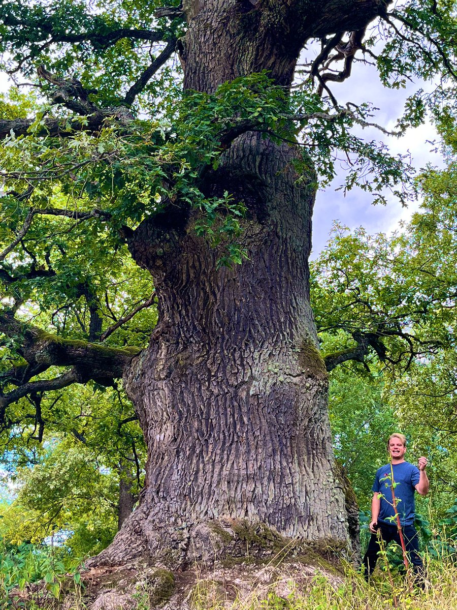 Happy #ThickTrunkTuesday from me and my old Oak friend! He lives in Hall Prison which is one of the biggest prisons and houses some of Sweden’s worst criminals