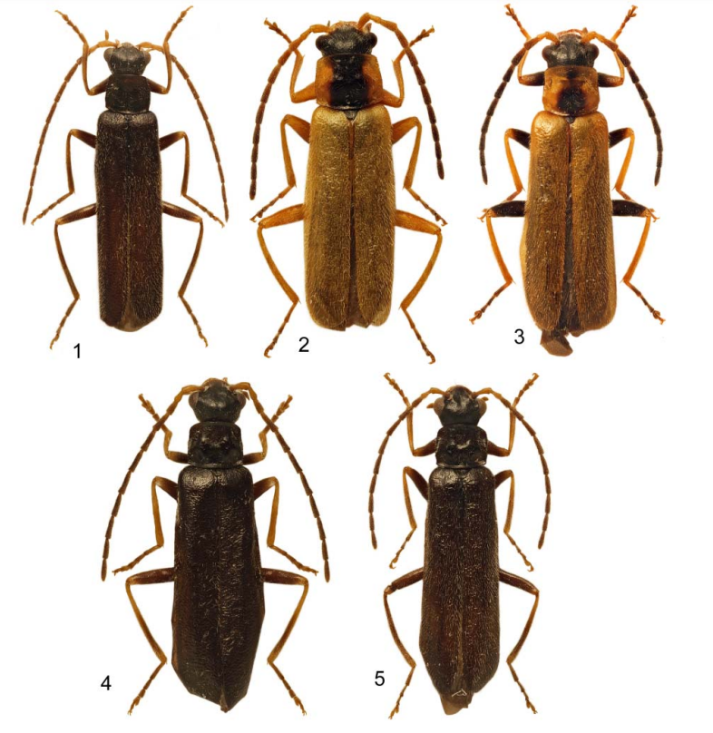 #LiteratureNotice Kazantsev. A review of #SoldierBeetles of the genus Rhagonycha Eschscholtz, 1833 (#Coleoptera: #Cantharidae) of Siberia, with description of a #NewSpecies. kmkjournals.com/journals/REJ/R… #Beetle #Beetles