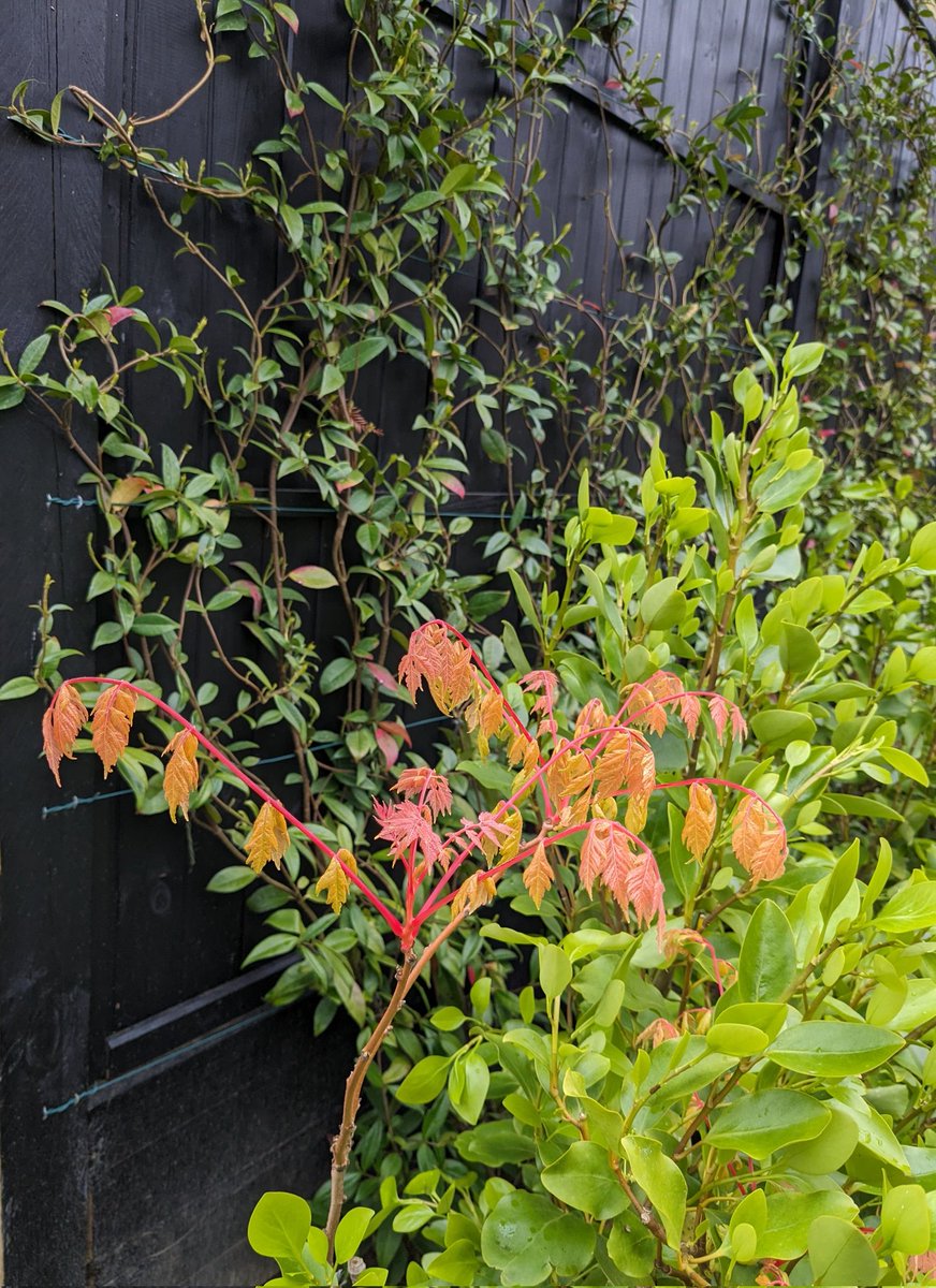 Koelreuteria paniculata 'Coral sun' with its aptly named new foliage. Planted in our contemporary exotic woodland garden in Windsor Great Park - inspiration taken from The Savill Gardens a short distance away. #Garden #Gardening #GardeningX #Spring.