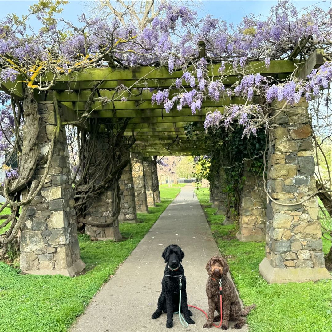 The only thing cuter than one pup, is TWO! 🐶🐾🐶 📷: @thenelsonbears on IG