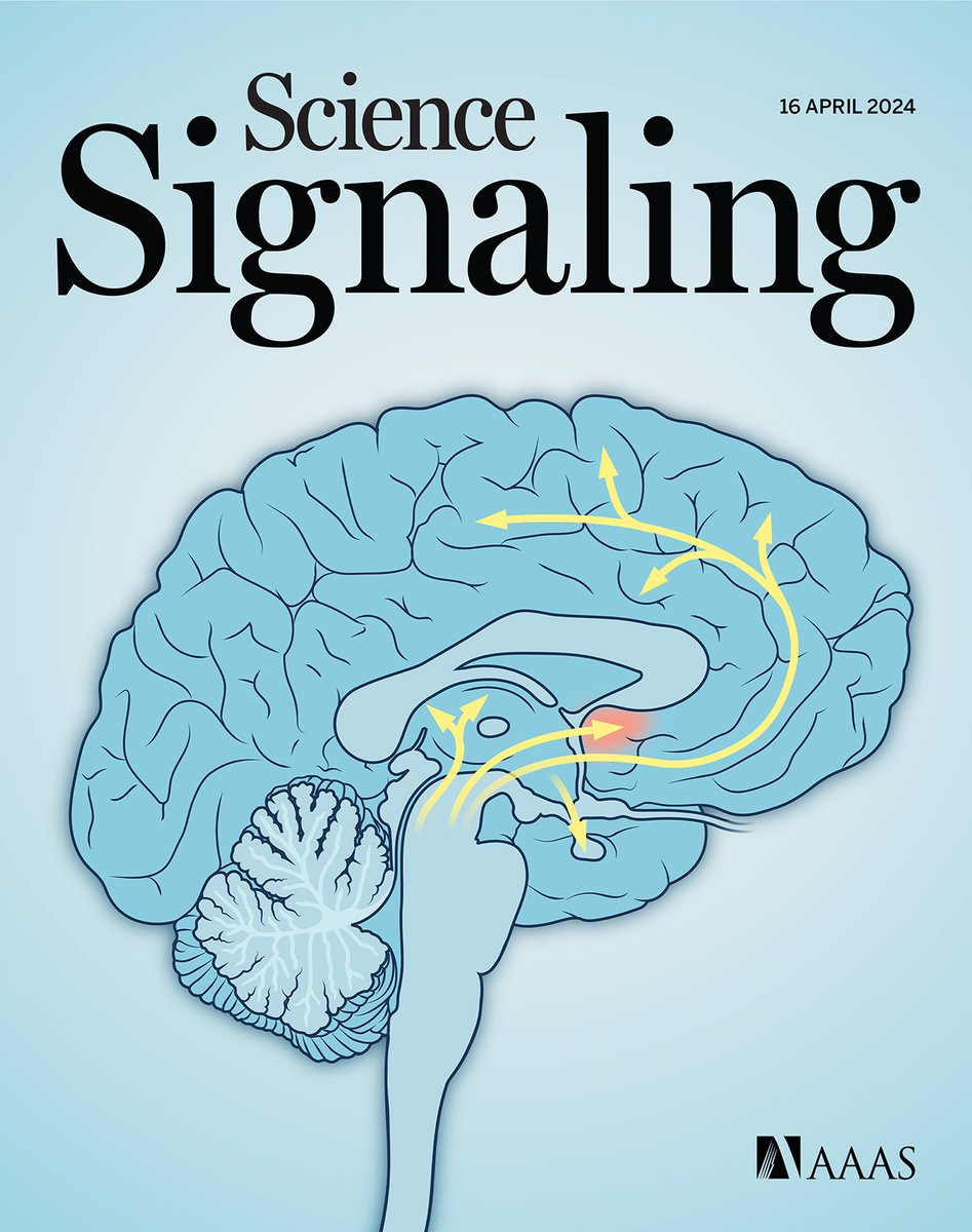 This week’s new issue of #ScienceSignaling has arrived! 

Scientists decode the biological and molecular impacts of cocaine addiction in the brain, a new study in zebrafish casts light on Wnt proteins and their receptors, and more. scim.ag/6Cy