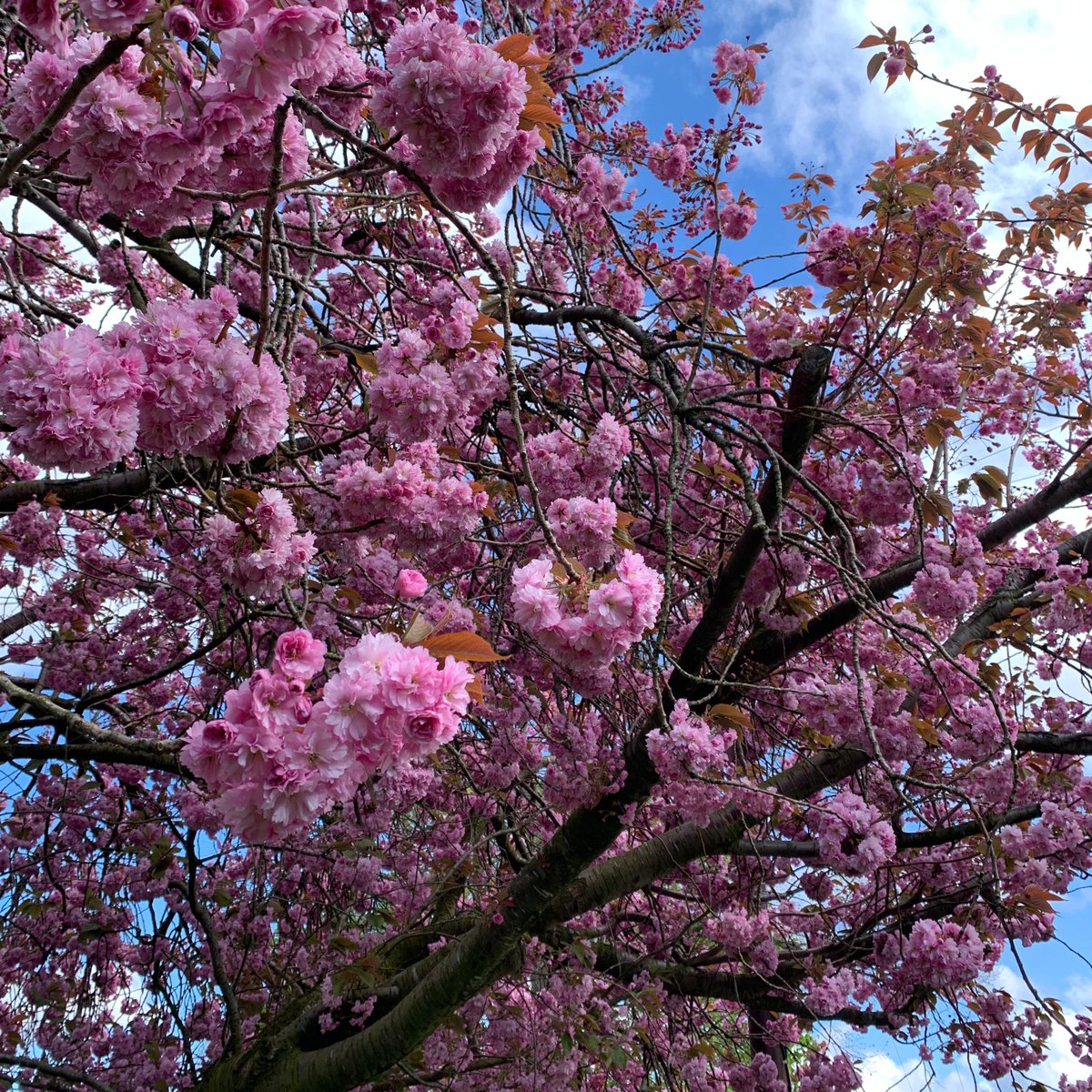 Is the blossom popping where you are?

#BlossomWatch
