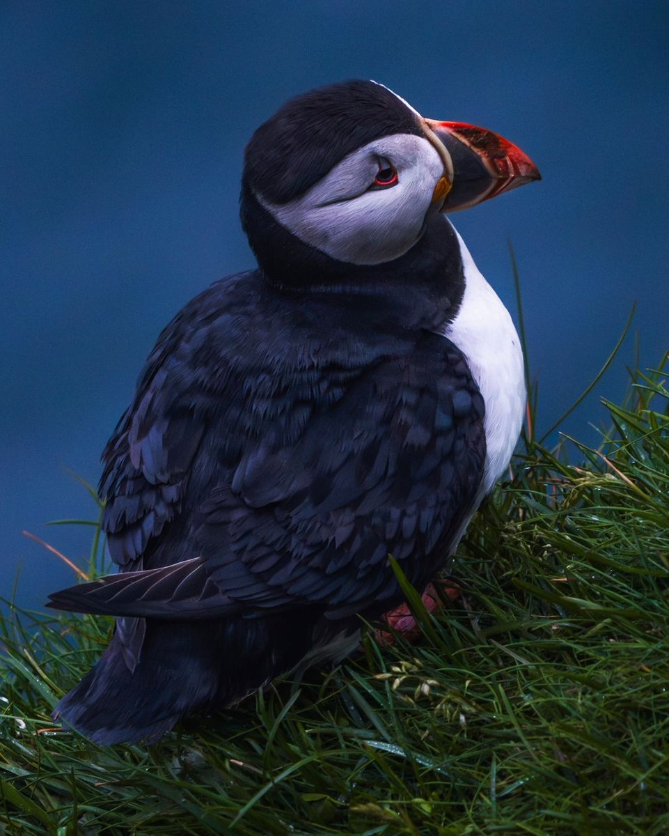 From Faroe ıslands ... 🦆 📸 : esrakayaphoto