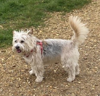 #LOST #DOG ZOE 
Older Adult #Female #YorkshireTerrier Cross 
#Spayed Red Collar & I.D.
#Missing from West Parley nr Parley Common 
#EastDorset #BH22 South East
Friday 12th April 2024
Not Seen Since 
#DogLostUK #Lostdog #ScanMe 

doglost.co.uk/dog/191660