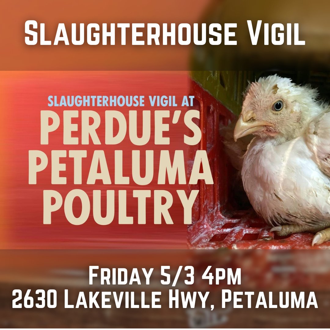 On Friday May 3rd at 4pm (after court support) we will be holding a vigil to honor the victims of Perdue's Petaluma Poultry slaughterhouse. It's estimated 49,000 chickens are destroyed at the facility daily.