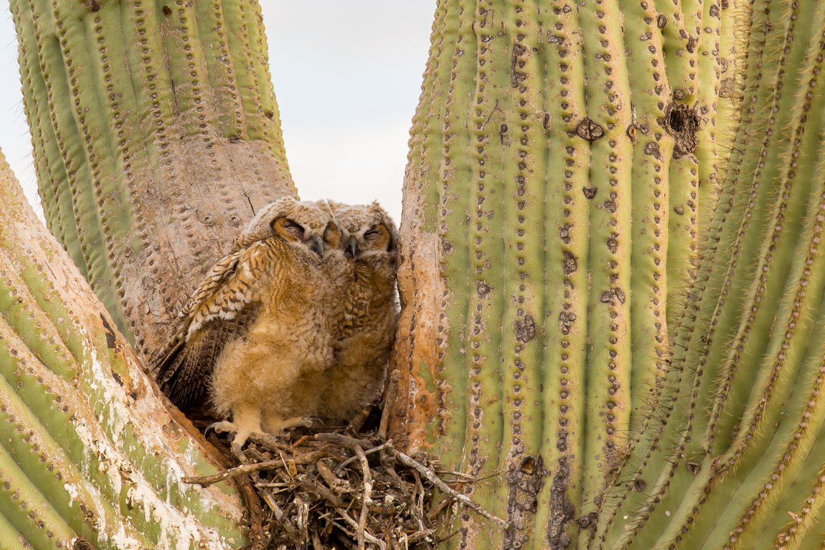 Great-horned owls are widespread across most of North America, which means that you could see them nesting in the boreal forests of Canada OR nestled in the arms of an ancient saguaro cactus in the Sonoran Desert. Photo: Mick Thompson, CC BY-NC 2.0 flic.kr/p/HnnvRx