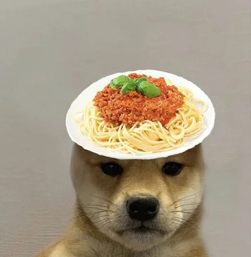 dogwifhat tweet media