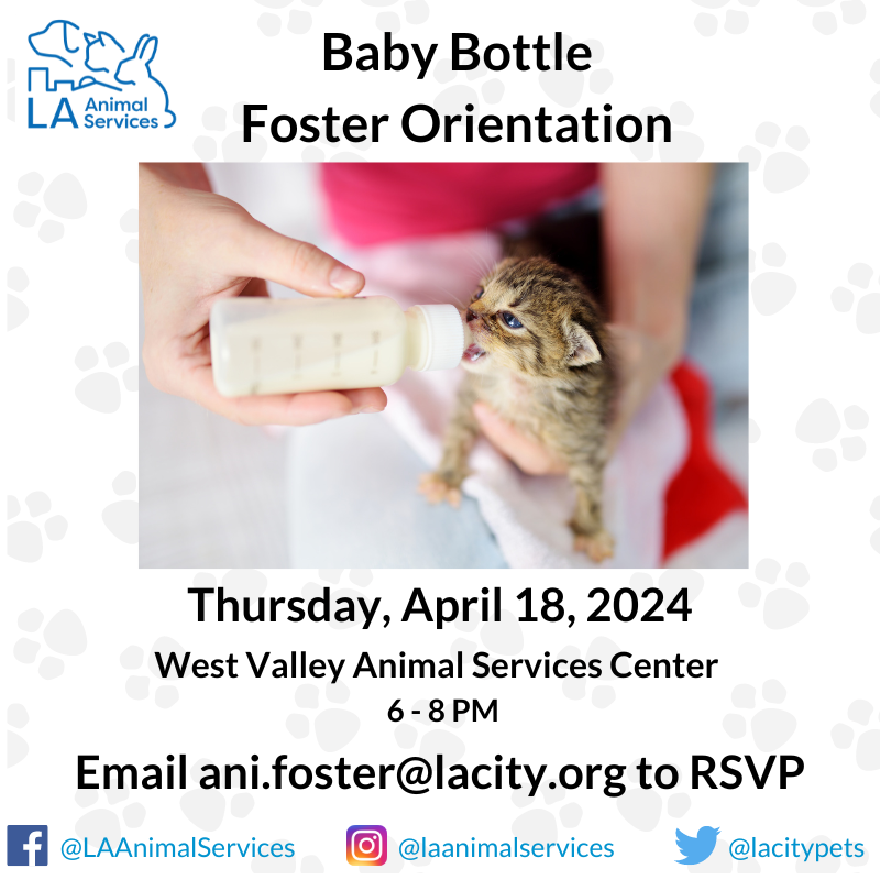 If you are interested in becoming a bottle baby foster, please email ani.foster@lacity.org to RSVP with the subject line WEST VALLEY Bottle Baby Foster Orientation. #lacitypets #HumaneLA #babybottle #kitten #cat #kittenseason