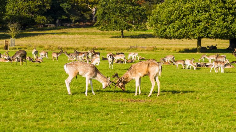 People caught 'forcing' antlers off Richmond Park deer, police say. The force said the 'concerning' incidents were 'distressing for the deer' & highlighted it was a criminal offence to pull their antlers off. Stupid people! news.sky.com/story/amp/peop…