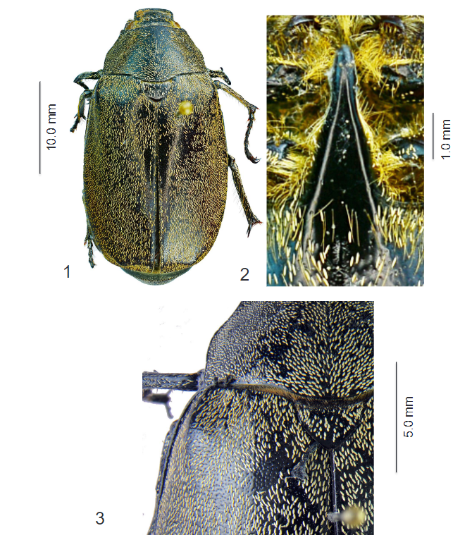 #LiteratureNotice Calcetas. Three #NewSpecies of the genus Leucopholis Dejean, 1833 (#Coleoptera, #Scarabaeidae, Melolonthinae, Leucopholini) from the Philippines and designation of a neotype for L. semperi Brenske, 1896. doi.org/10.5852/ejt.20… #Beetle #Beetles #ScarabBeetles