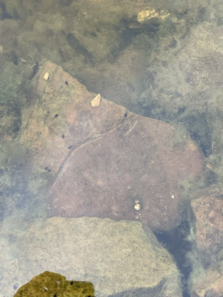 Nothing like the hum of the waterfall in our Upper School pond! Upon closer inspection, a multitude of tadpoles can be seen. Students are excited for the frogs to appear! #tgs2324 #pondlife @tgsfriendswood