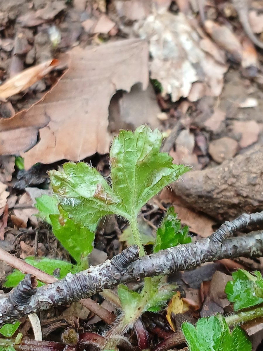 A rather stunted Wood Avens (Geum urbanum) plant in Blaise Woods today, covered in galls produced by the mite Cecidophyes nudus. @britgalls #TwitterNatureCommunity