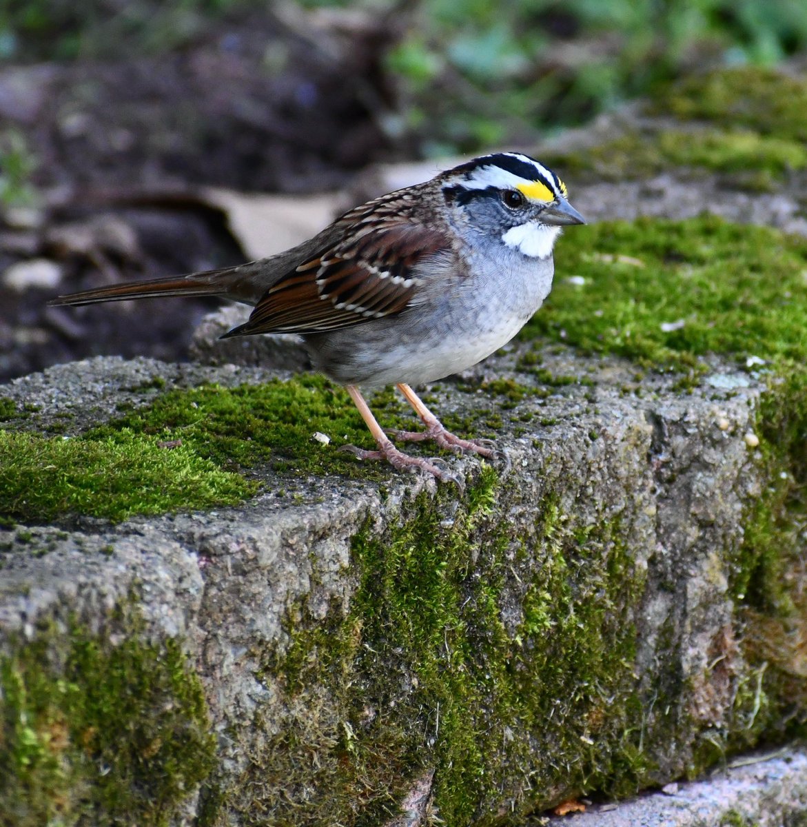 White-throated Sparrow💛
#birdphotography
