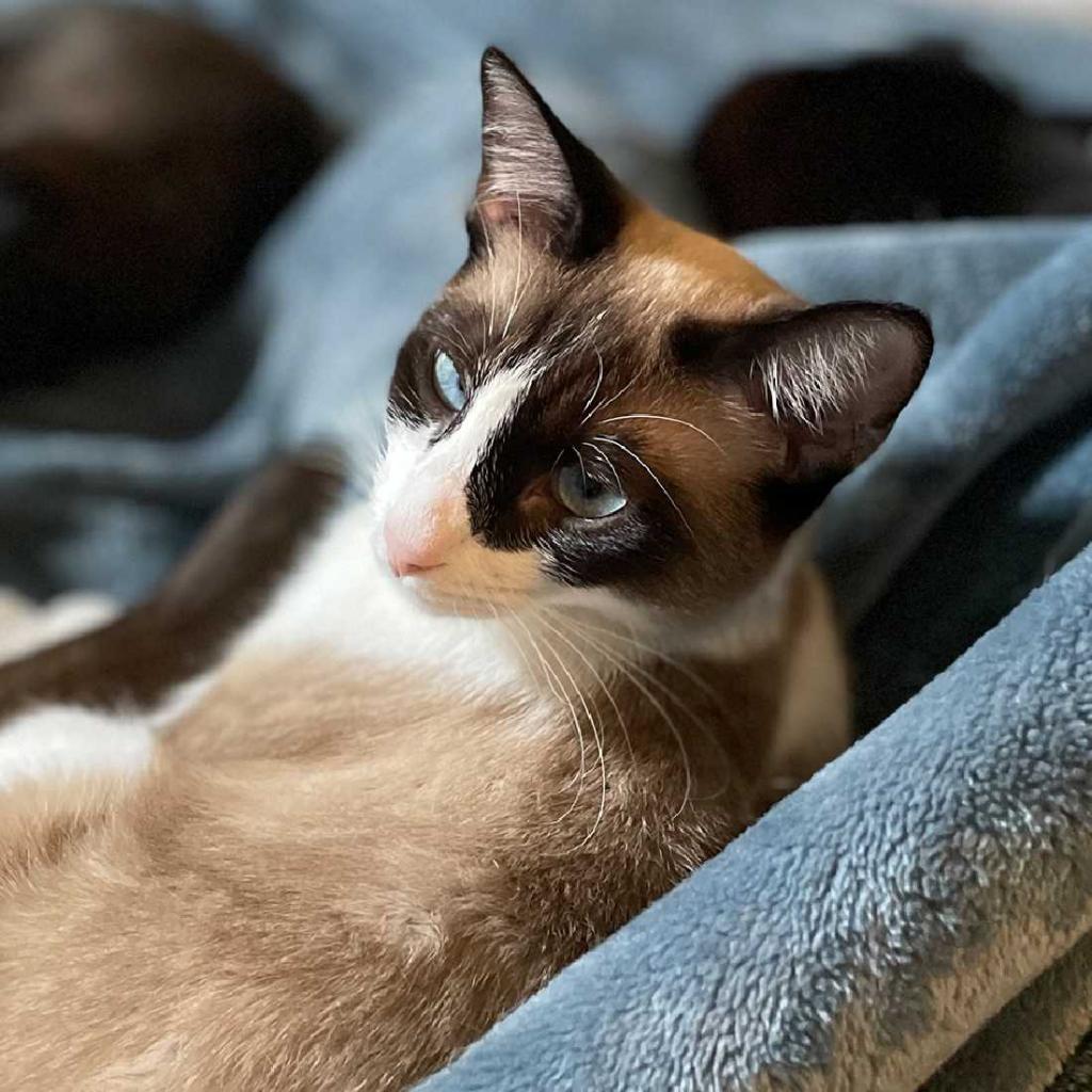 #PetofTheDay: Momo - a sweet 11mo Snowshoe! Shy at first, she's quickly the most affectionate cat ever! Demands all the pets & scratches w/ headbutts & purs! She’d like a quiet home; a calm older cat or a kitten her age would be best! 🐾 @KittenRescue 🐾 shelterluv.com/embed/animal/K…