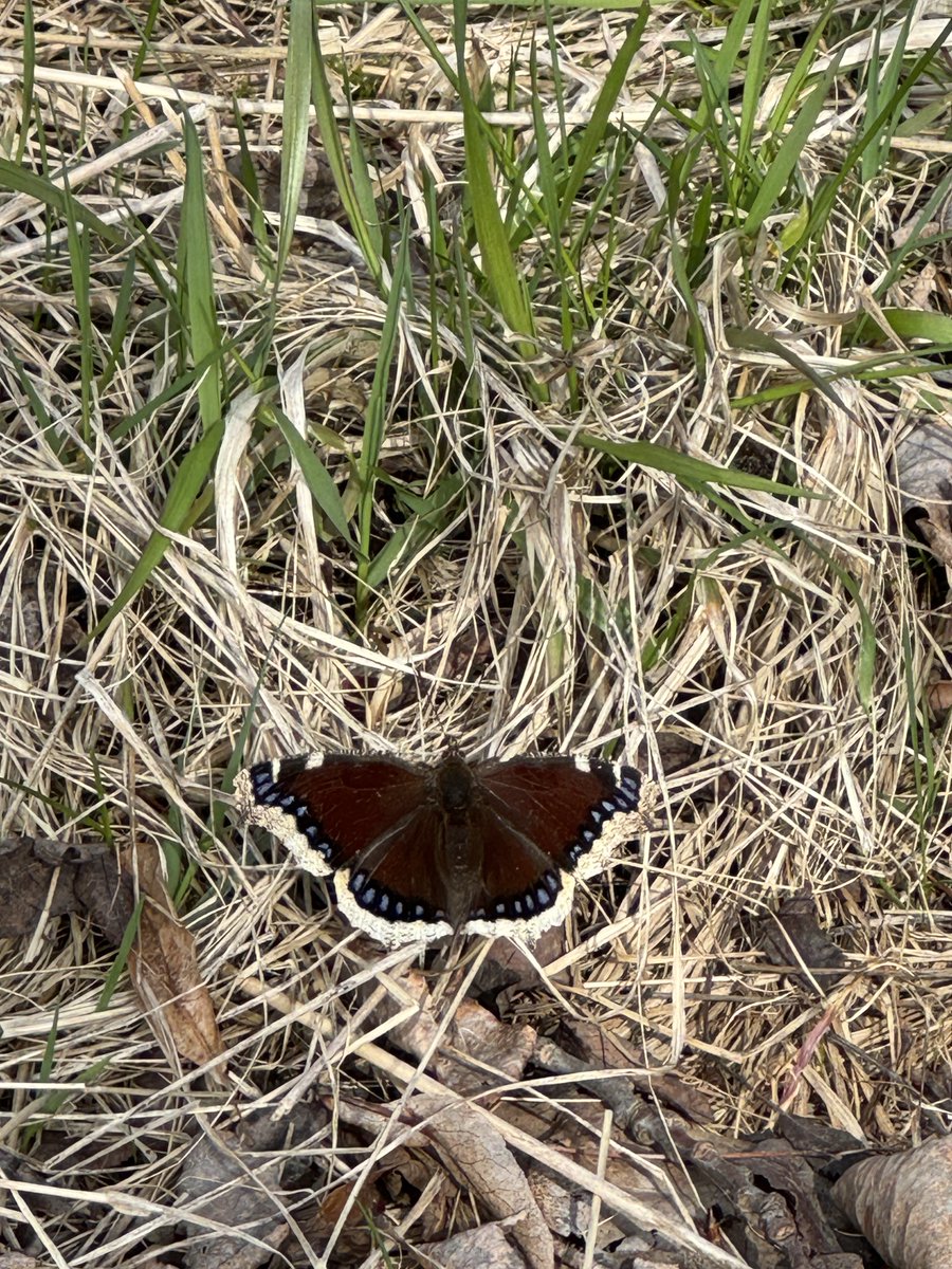 secondmarsh's tweet image. Throughout the #Oshawa #SecondMarsh and McLaughlin Bay Wildlife Reserve you can start to see signs of spring, the regrowth of plants, budding trees, and the activity of birds and butterflies.   Come enjoy the sun on the trails.  #LoveTheMarsh #OntarioWetlands @oshawacity