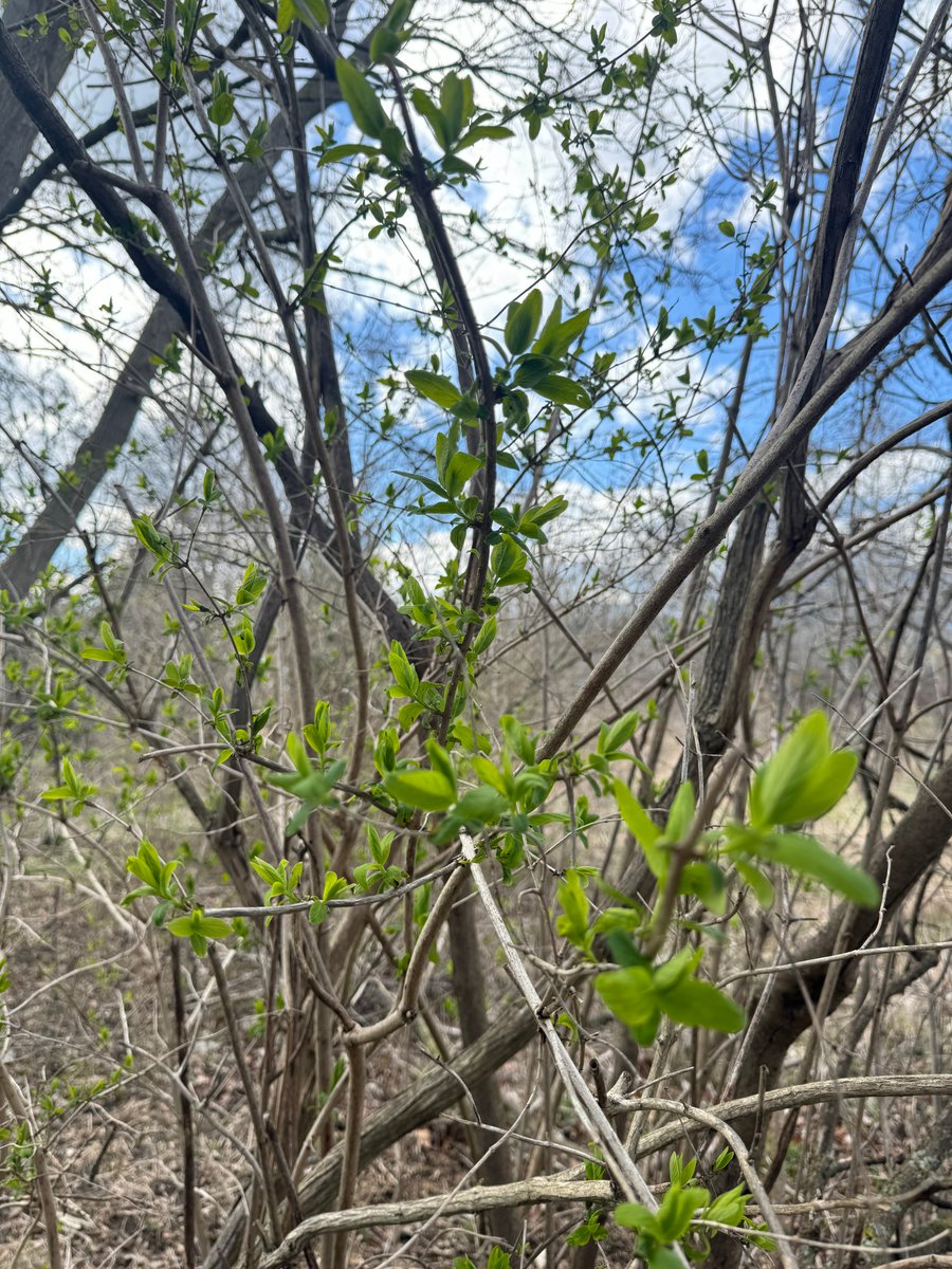 secondmarsh's tweet image. Throughout the #Oshawa #SecondMarsh and McLaughlin Bay Wildlife Reserve you can start to see signs of spring, the regrowth of plants, budding trees, and the activity of birds and butterflies.   Come enjoy the sun on the trails.  #LoveTheMarsh #OntarioWetlands @oshawacity