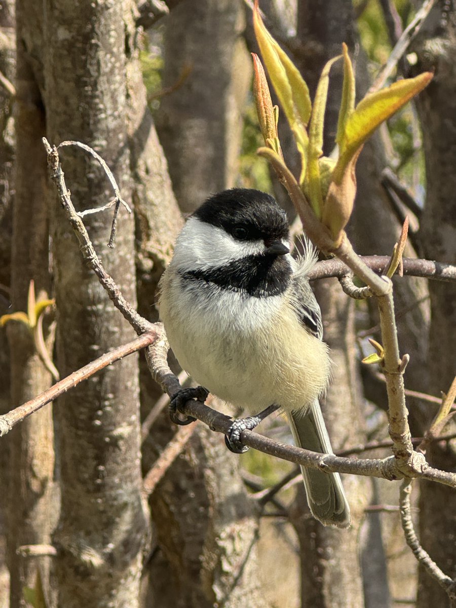 secondmarsh's tweet image. Throughout the #Oshawa #SecondMarsh and McLaughlin Bay Wildlife Reserve you can start to see signs of spring, the regrowth of plants, budding trees, and the activity of birds and butterflies.   Come enjoy the sun on the trails.  #LoveTheMarsh #OntarioWetlands @oshawacity