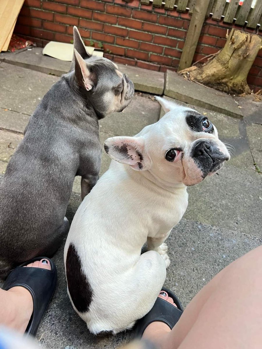 Still missing💔

PLEASE SHARE- MAKE DAISY &amp; SIRO TOO HOT TO HANDLE

FINDERS FEE FOR THEIR SAFE RETURN OR INFORMATION LEADING TO THEIR SAFE RETURN
 
Stolen from their home in a burglary 7 March 2024 Bolney Road #Birmingham 

PLEASE COME FORWARD IF ANY INFORMATION
#fortheloveofdogs