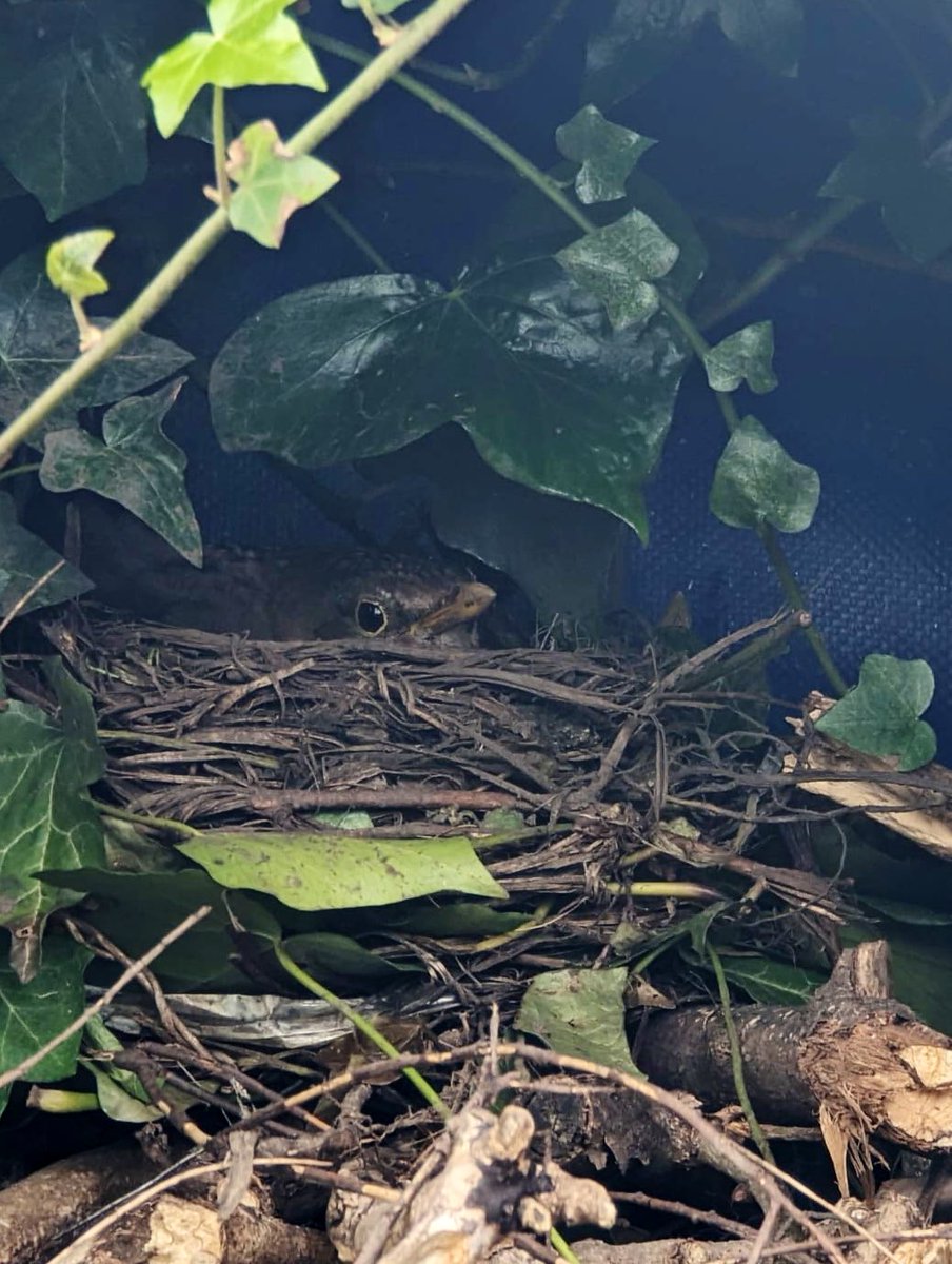 Such an exciting day in Forest School - we have a new house guest. We're 'eggspecting' some new members of the HBA family soon! 🐦‍⬛🪺🐦‍⬛🪺