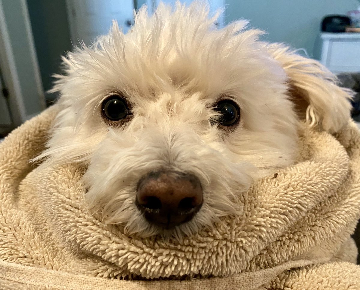 When daddy gives you a bath and Mama holds you until dry…… it’s called abuse. Ok it’s a bath but it sure feels like abuse🐕‍🦺😫🐾 #bathtime #momo #spoiledpup #adopt