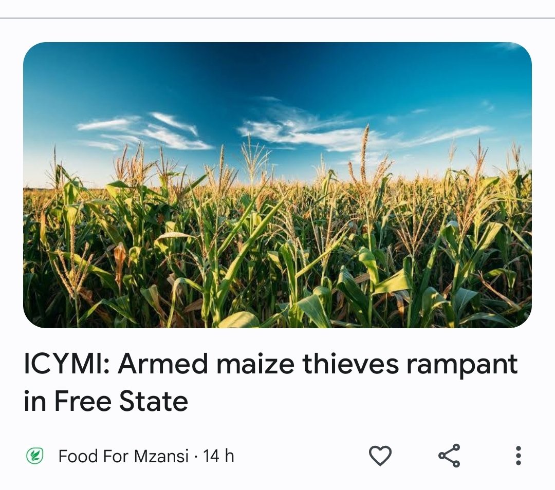 Armed thieves are robbing people of maize in South Africa 🤣 our law enforcers are useless against real criminals shem 😂🤣😂
