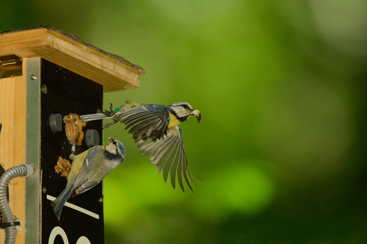 Why do young males have lower mating success? Emmi Schlicht and colleagues show in a new study on blue tits that 'extra-pair' reproductive success of yearlings increases when older males are absent: bi.mpg.de/news/2024-04-k…