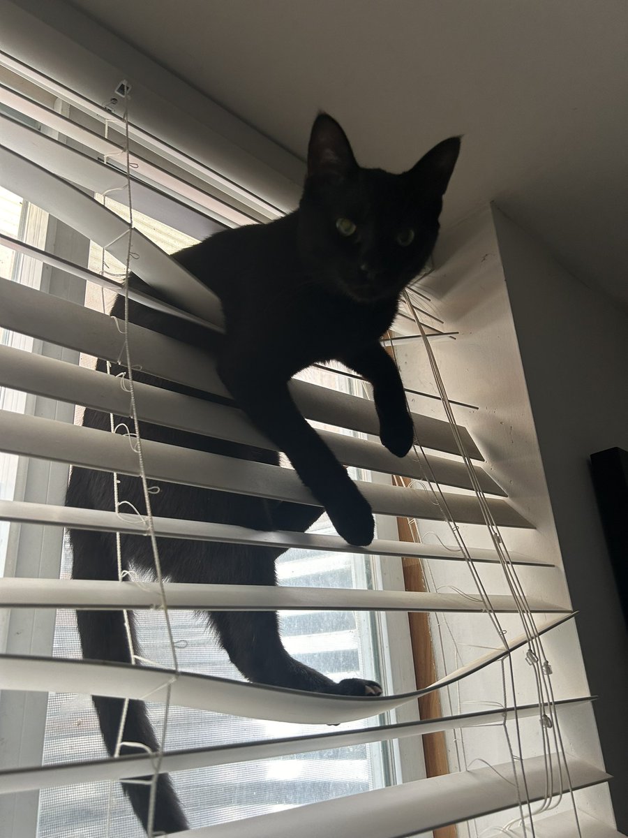 mnow44's tweet photo. I think my bf got me a cat so he wouldn’t have to worry about buying me flowers. And before anyone says “you can get both” not around this guy trust me https://t.co/cvzaogcrZL