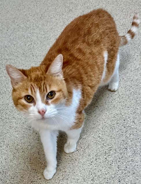 👉🏽SUPER SENIOR ALERT🙏🏽PLZ SHARE 🌼SWEET 18YO #SENIOR ORANGE #TABBY & WHITE KITTY NONNIE🌼 😿RECENTLY LOST HER MOM 🔊NEEDS A NEW #FUREVERHOME ▶4 INFO sbacc.org/advert/nonnie// 🙏🏽#ADOPT #SEALBEACH, #CA #ORANGE CO #SOCAL @SealBeachAnimal #SpecialNeeds #DECLAWED #RehomeHour #US #CATS