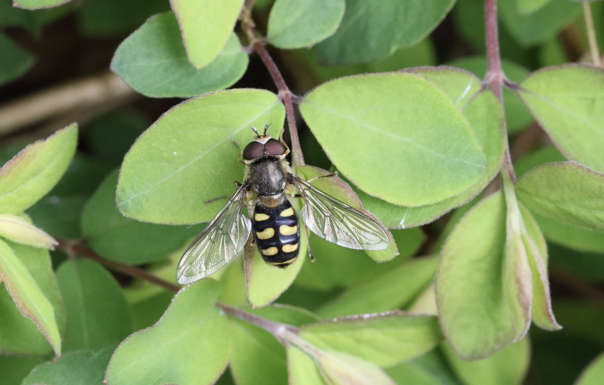 Male Eupeodes luniger hoverfly from 26/03/24 Tamworth, a smart looking Spring hoverfly @DipteristsForum @StaffsWildlife @StaffsEcology #fly #Diptera #Syrphidae #hoverfly