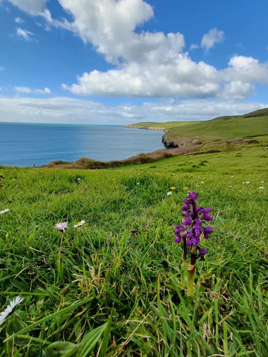 MunroTom's tweet photo. #PurbeckCoast #orchids https://t.co/fnQgGAx1hA
