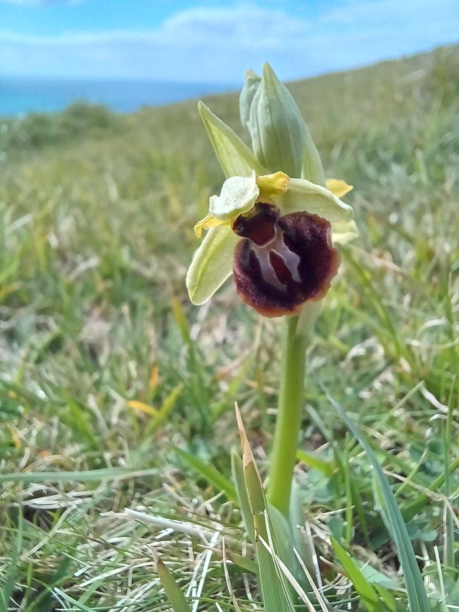 MunroTom's tweet photo. #PurbeckCoast #orchids https://t.co/fnQgGAx1hA