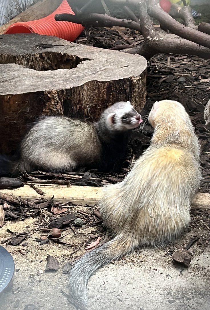 Aphrodite sticking her tongue 👅 out at olly 🩶🐿🦫 hitchinsquirrelrescue.co.uk