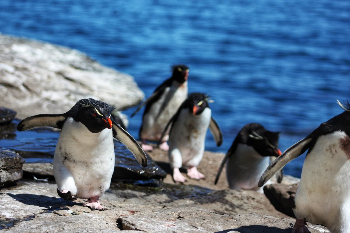 How do you get in touch with a penguin? You give him a wing, of course. 🤭