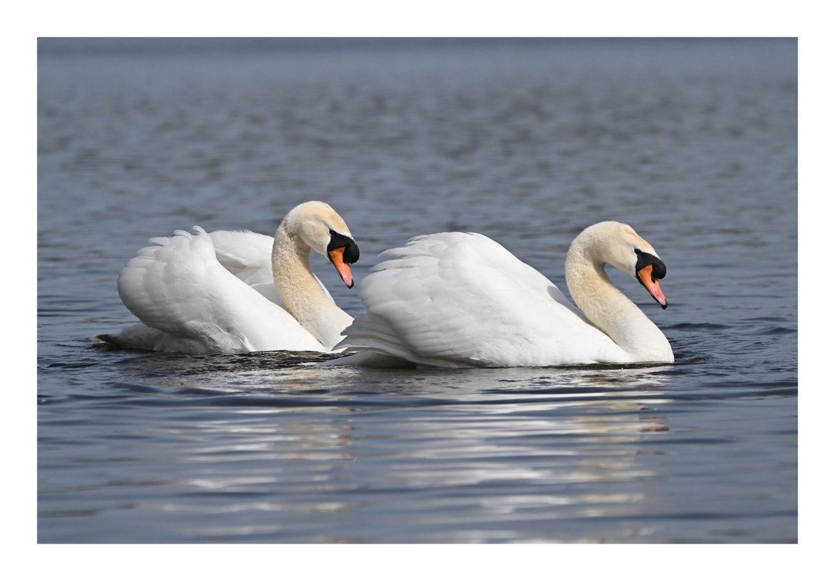 Roath Park swans. #WildCardiffHour