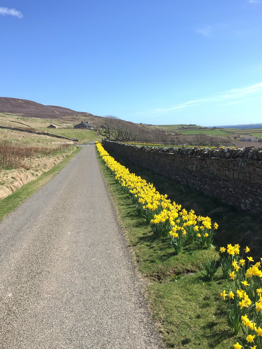 Daffodils 🌼 are looking amazing at the moment.