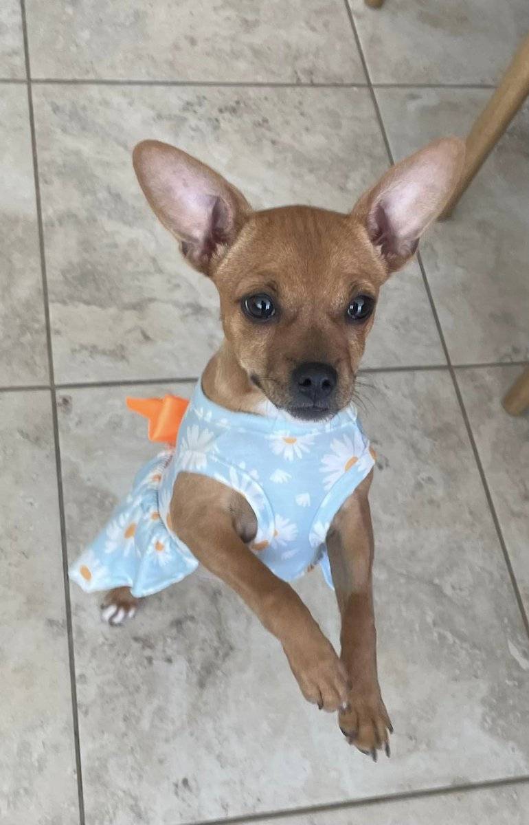 ⭐Available Now⭐
Sweet Penny won best dressed at her foster family’s Easter celebration! 
If you want to meet her, please fill out an application: 
itsiebitsierescue.org/adoptions/
#adoptdontshop #puppies #sacramento #greatersacramento #rehomehour #dogs