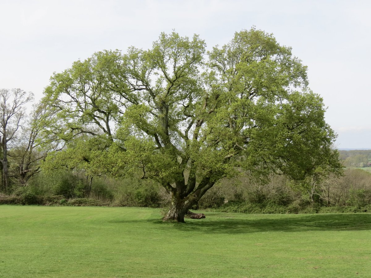 England in the Springtime. This mighty Oak is bursting into life and it’s a joy to see 😊